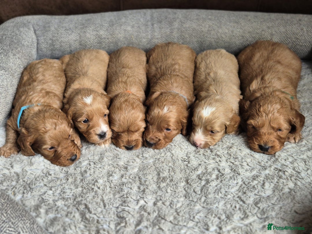 Cockapoo dogs for sale: Beautiful litter of 6 cockapoos - Image 11
