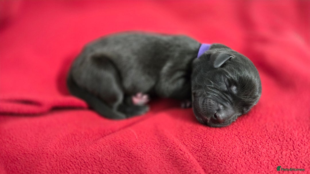 Labrador Retriever dogs for sale: Litter of 8 Labrador Pups Available - Image 2