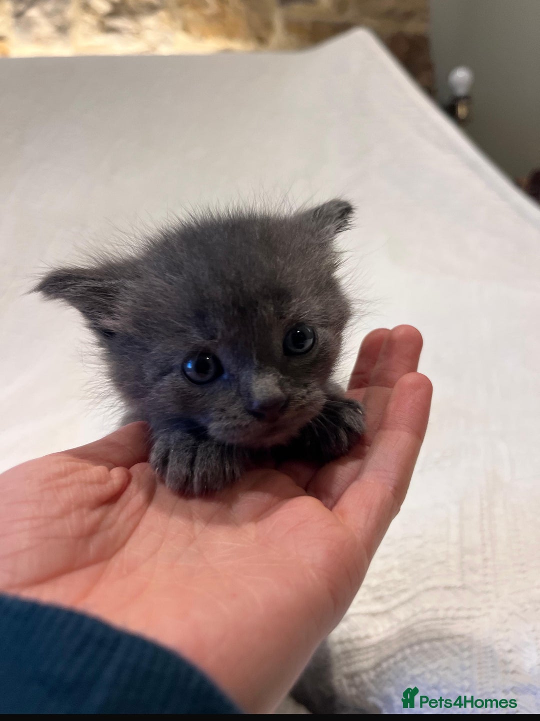 Maine Coon cats for sale: Maine coon x bsh. READY 14th BUT CAN HOLD - Advert 19