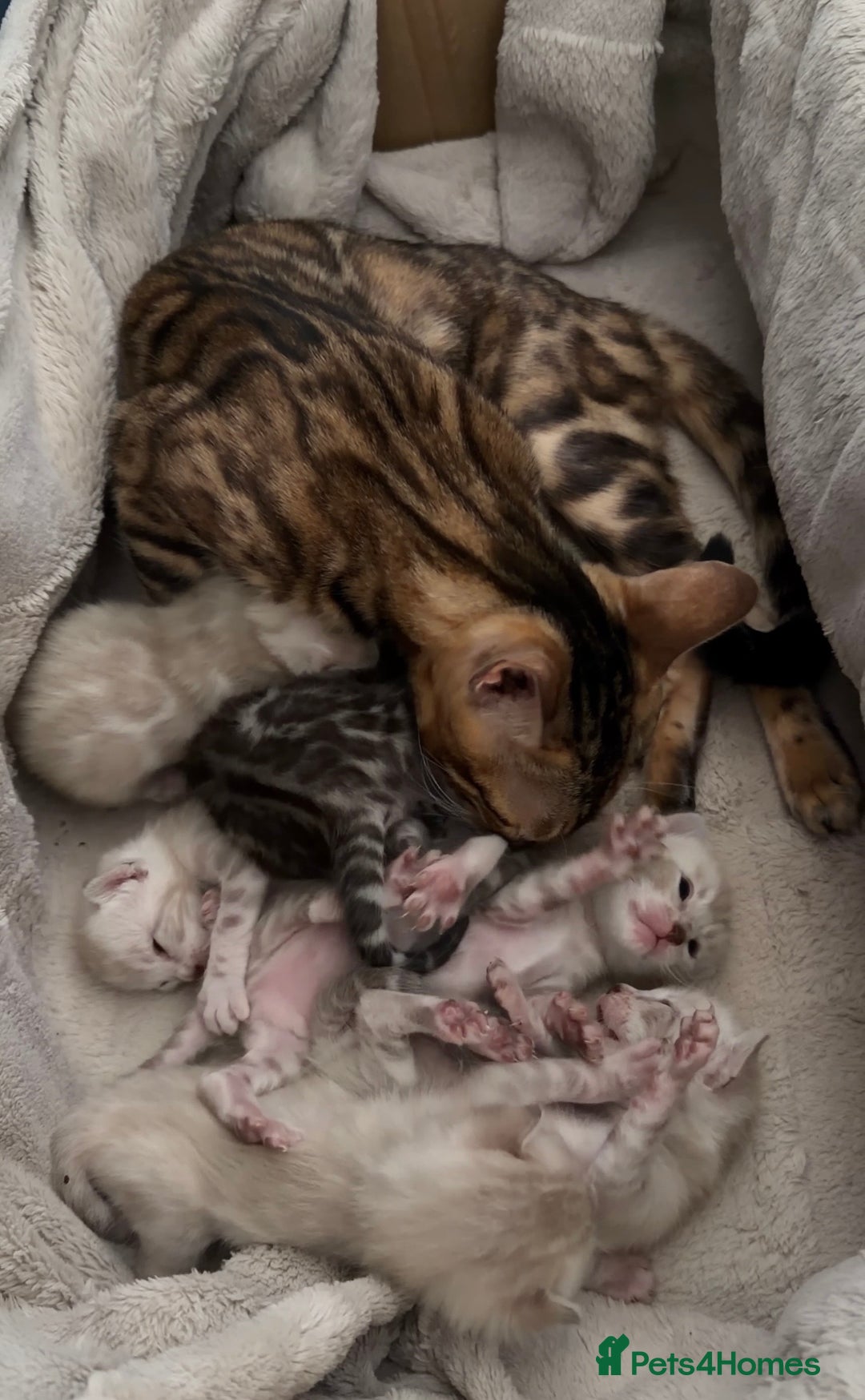 Bengal cats for sale: Milo & Mayas Pure Bengal Babies  - Advert 1