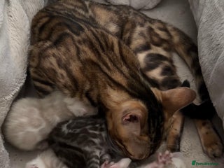 Bengal cats Milo & Mayas Pure Bengal Babies - Advert 1