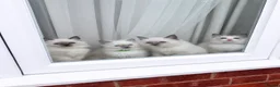 Ragdoll cats for sale: Fluffy, Cute Ragdolls for sale. Indoor Only 🧸 - Advert 1