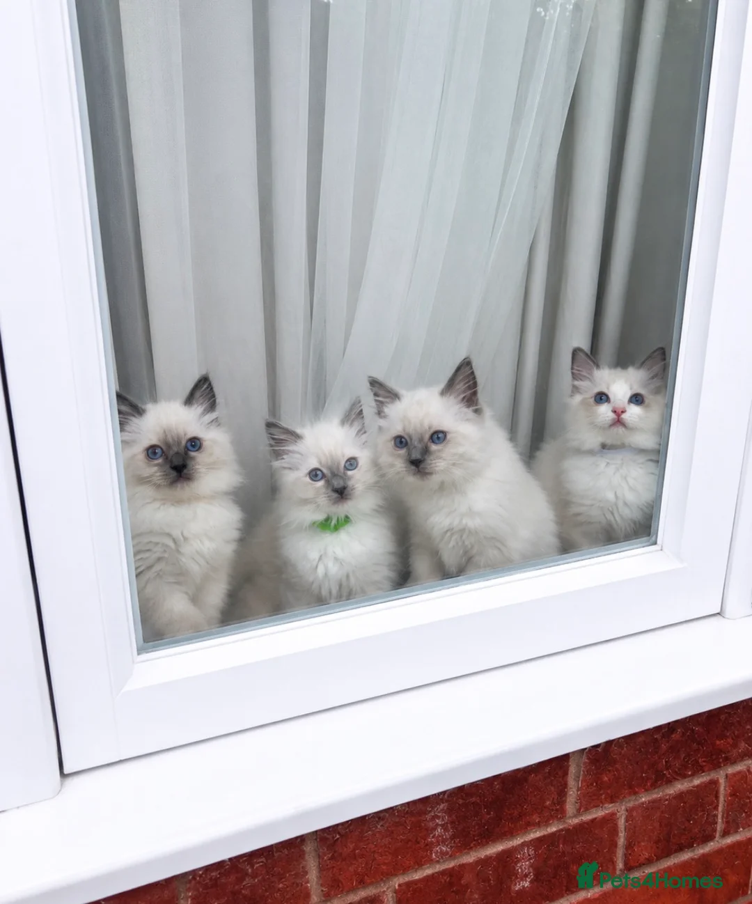 Ragdoll cats for sale: Fluffy, Cute Ragdolls for sale. Indoor Only 🧸 - Advert 1