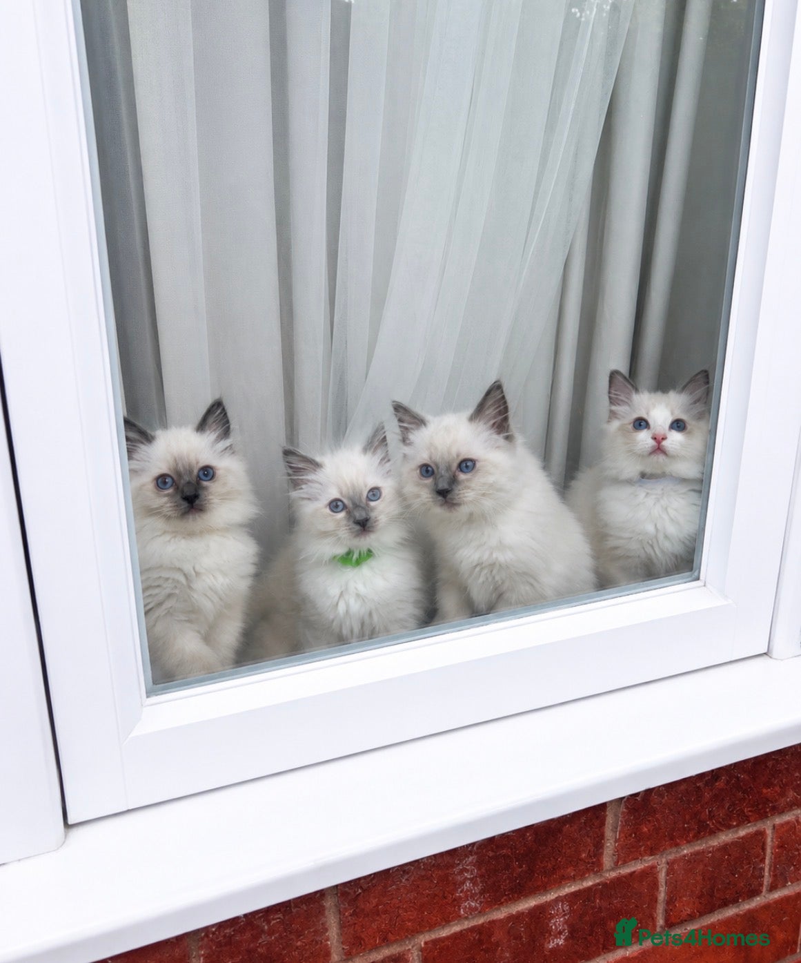 Ragdoll cats Fluffy, Cute Ragdolls for sale. Indoor Only ๐งธ - Advert 16