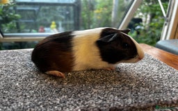 Guinea Pig rodents for sale: Dutch Sows/girls - Image 25