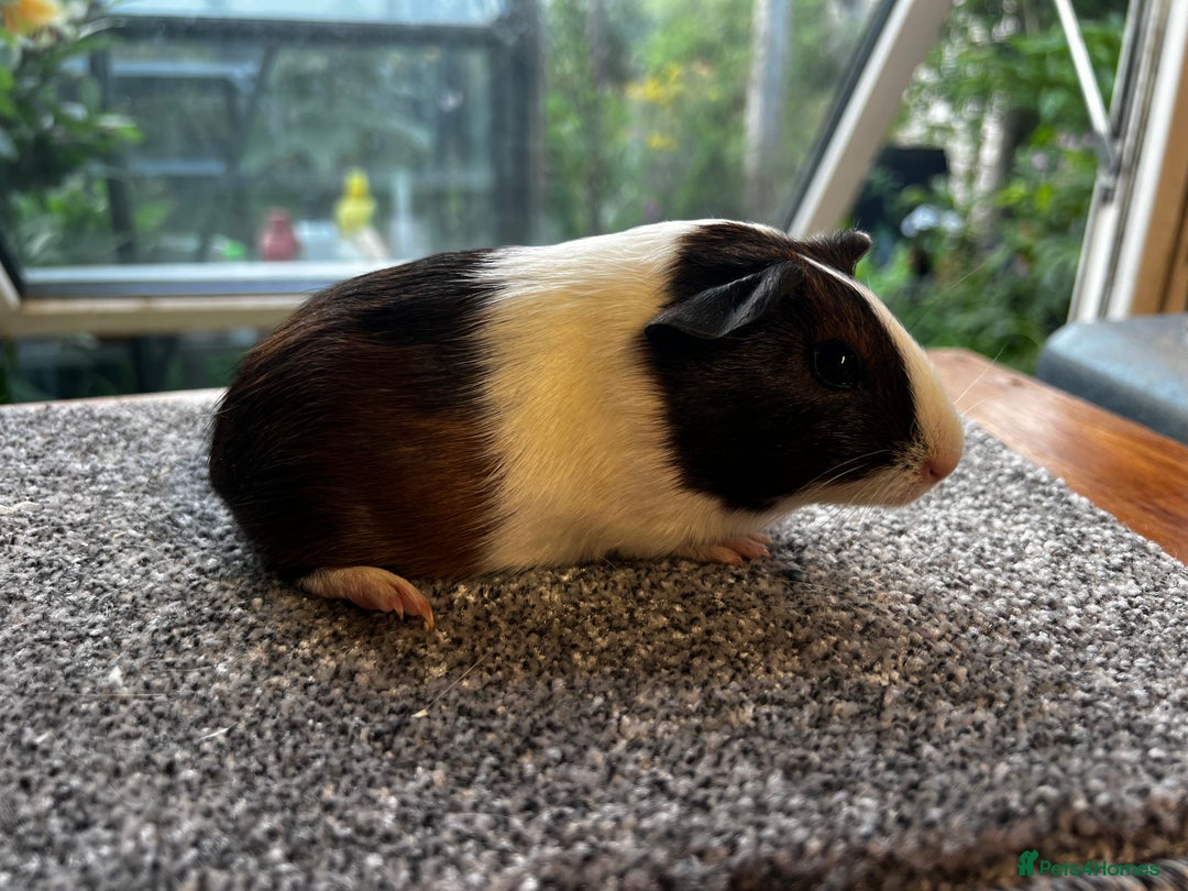 Guinea Pig rodents for sale: Dutch Sows/girls - Image 25