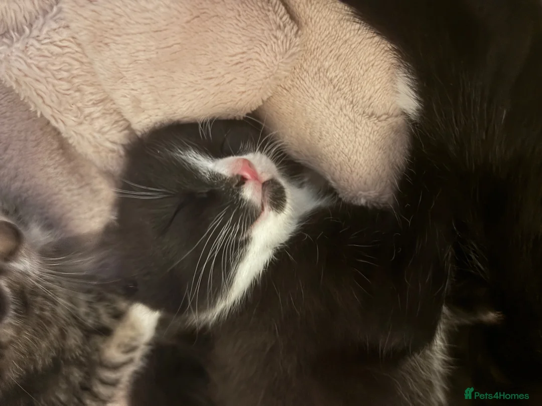 Mixed Breed cats for sale: 3 beautiful kittens ready next Friday  - Advert 6