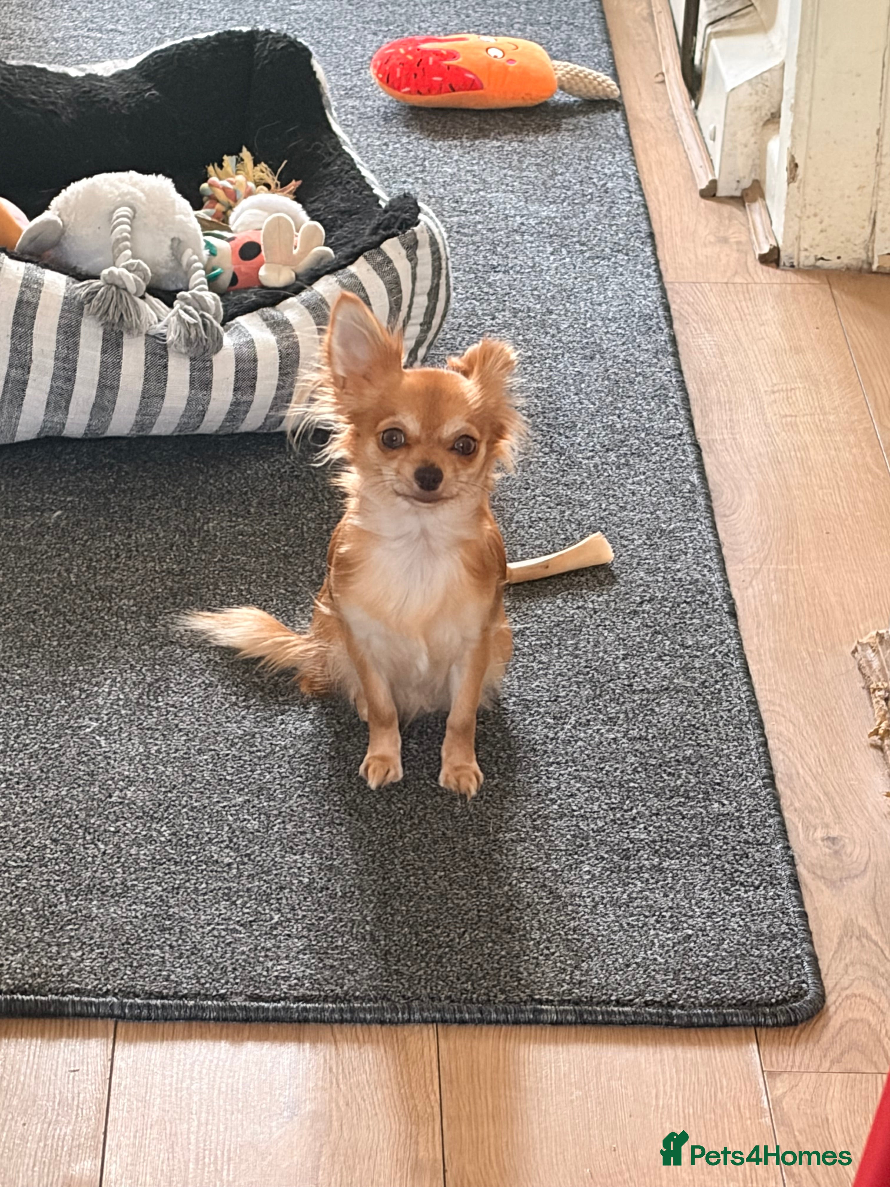 Mixed Breed dogs Beautiful chihuahua X puppies - Advert 13