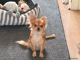 Mixed Breed dogs Beautiful chihuahua X puppies - Advert 12