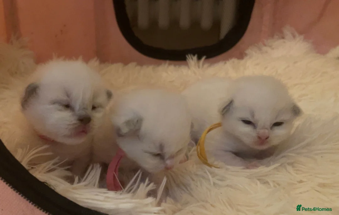 Ragdoll cats for sale:  Gorgeous Bicolour Kittens - Advert 2