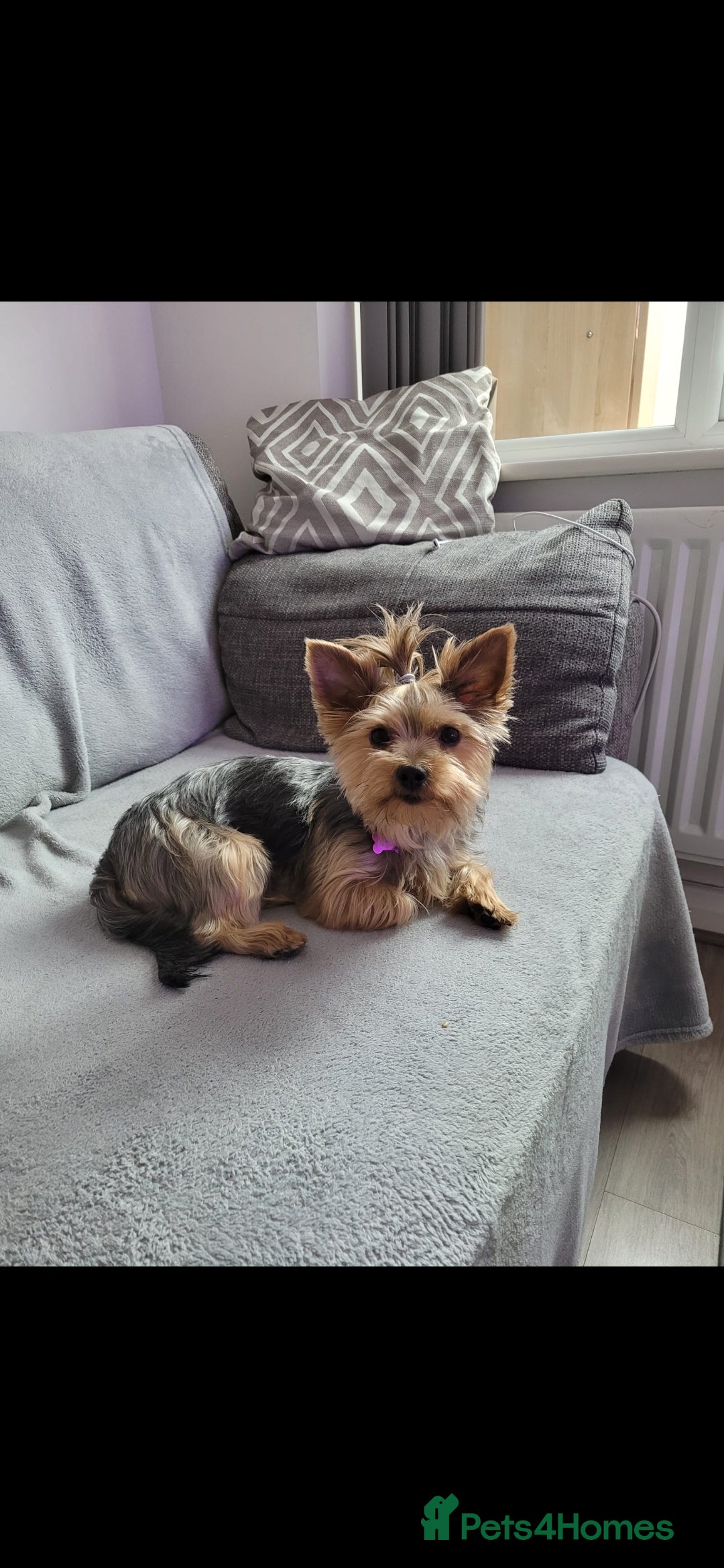 Yorkshire Terrier dogs Yorkshire terrier  - Advert 2