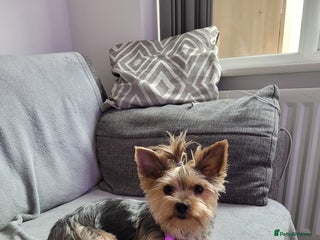 Yorkshire Terrier dogs Yorkshire terrier - Advert 2