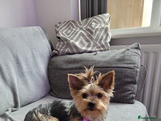 Yorkshire Terrier dogs Yorkshire terrier - Advert 1