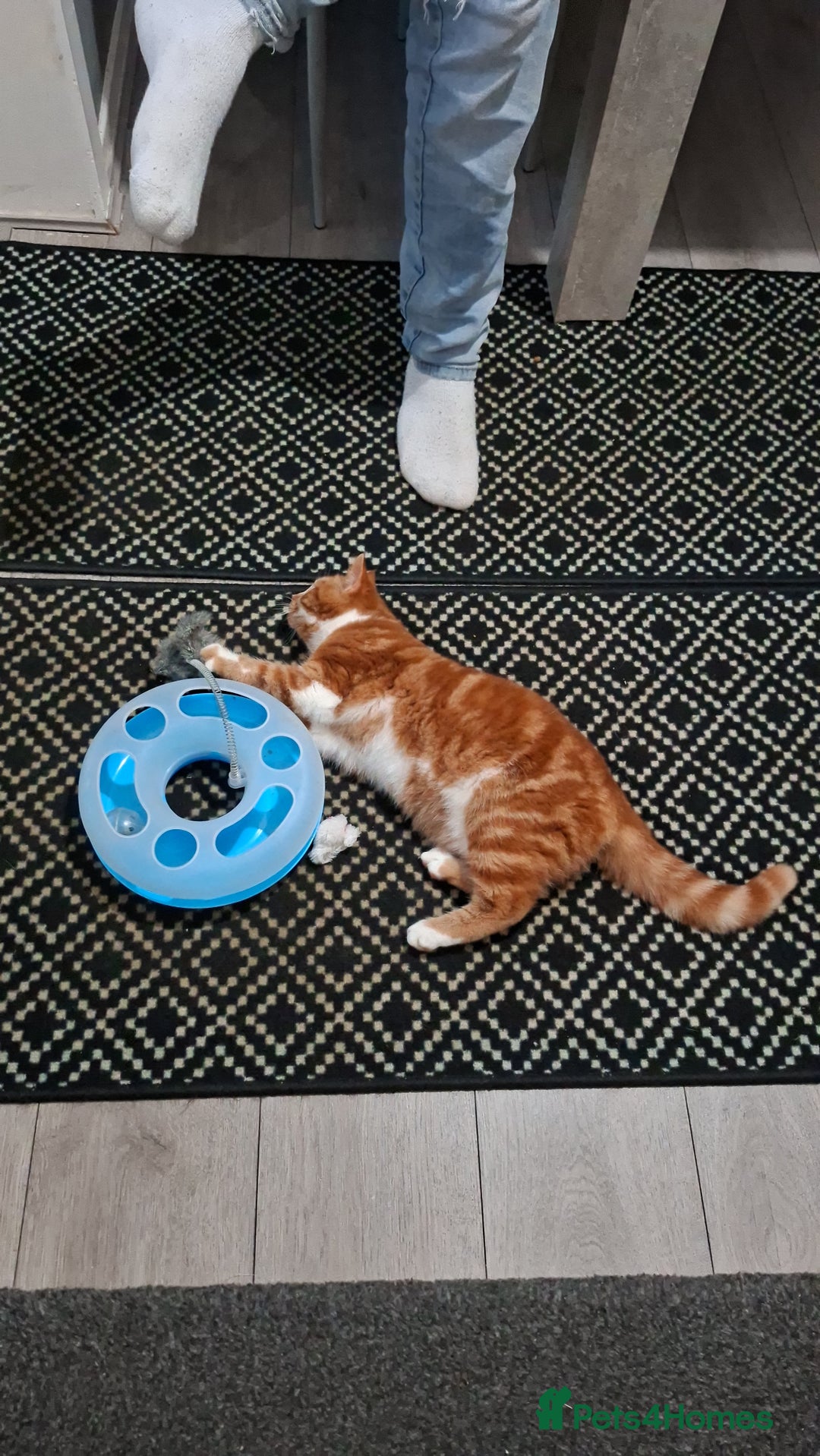 Domestic Shorthair cats for sale: Simba  - Advert 3