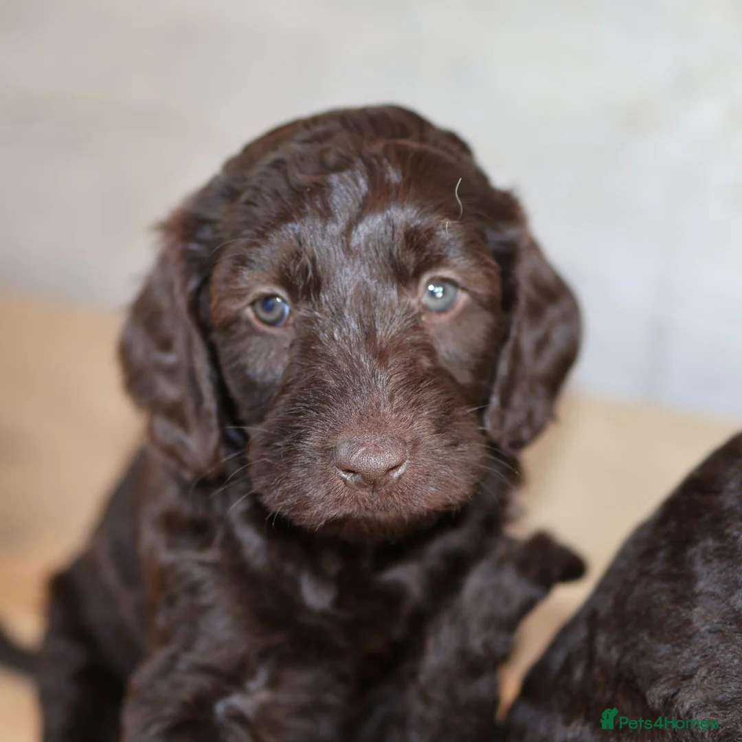 Australian Labradoodle dogs for sale: 🌈 Dark Chocolate (phantom) & Cream Girls ❤️ - Advert 39
