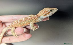 Bearded Dragon reptiles for sale: Baby Bearded Dragons ready now.  - Image 15