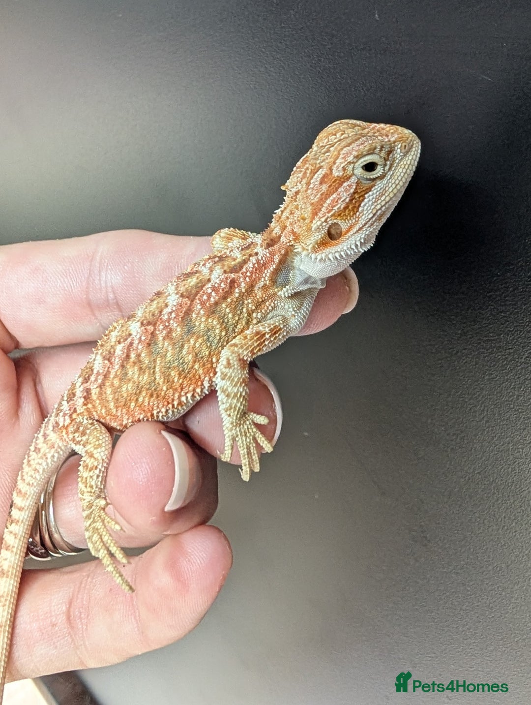 Bearded Dragon reptiles for sale: Baby Bearded Dragons ready now.  - Image 15