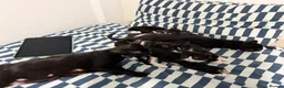 Mixed Breed cats for sale: 7 Adorable Kittens Looking for Loving Homes - Advert 9