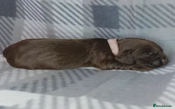 Cocker Spaniel dogs for sale: Show x Working Cocker Spaniels, HEALTH tested - Image 12