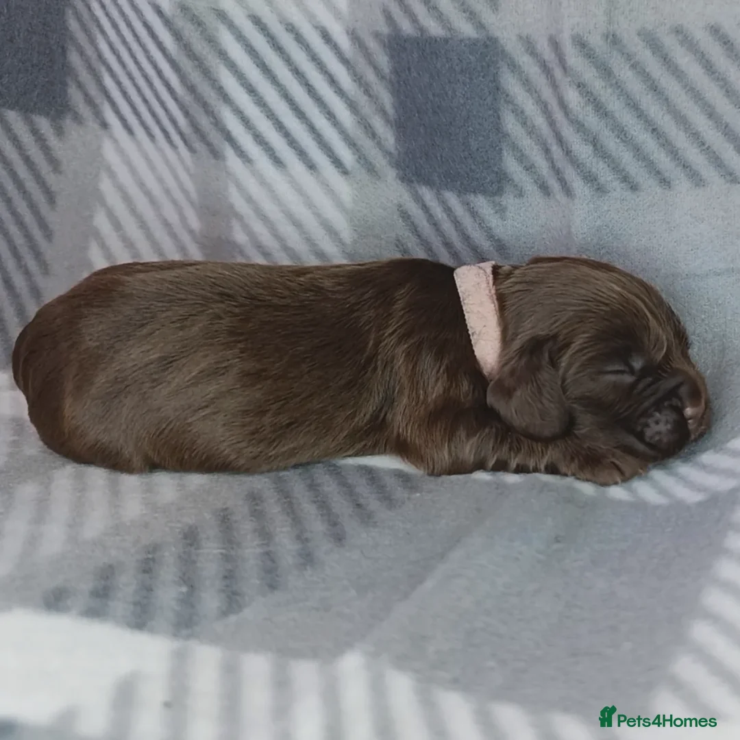 Cocker Spaniel dogs for sale: Show x Working Cocker Spaniels, HEALTH tested - Image 12