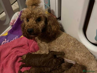 Toy Poodle dogs Beautifull poodle’s - Advert 2