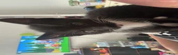 Domestic Shorthair cats for sale: Kitten For Sale in Southampton - Advert 3