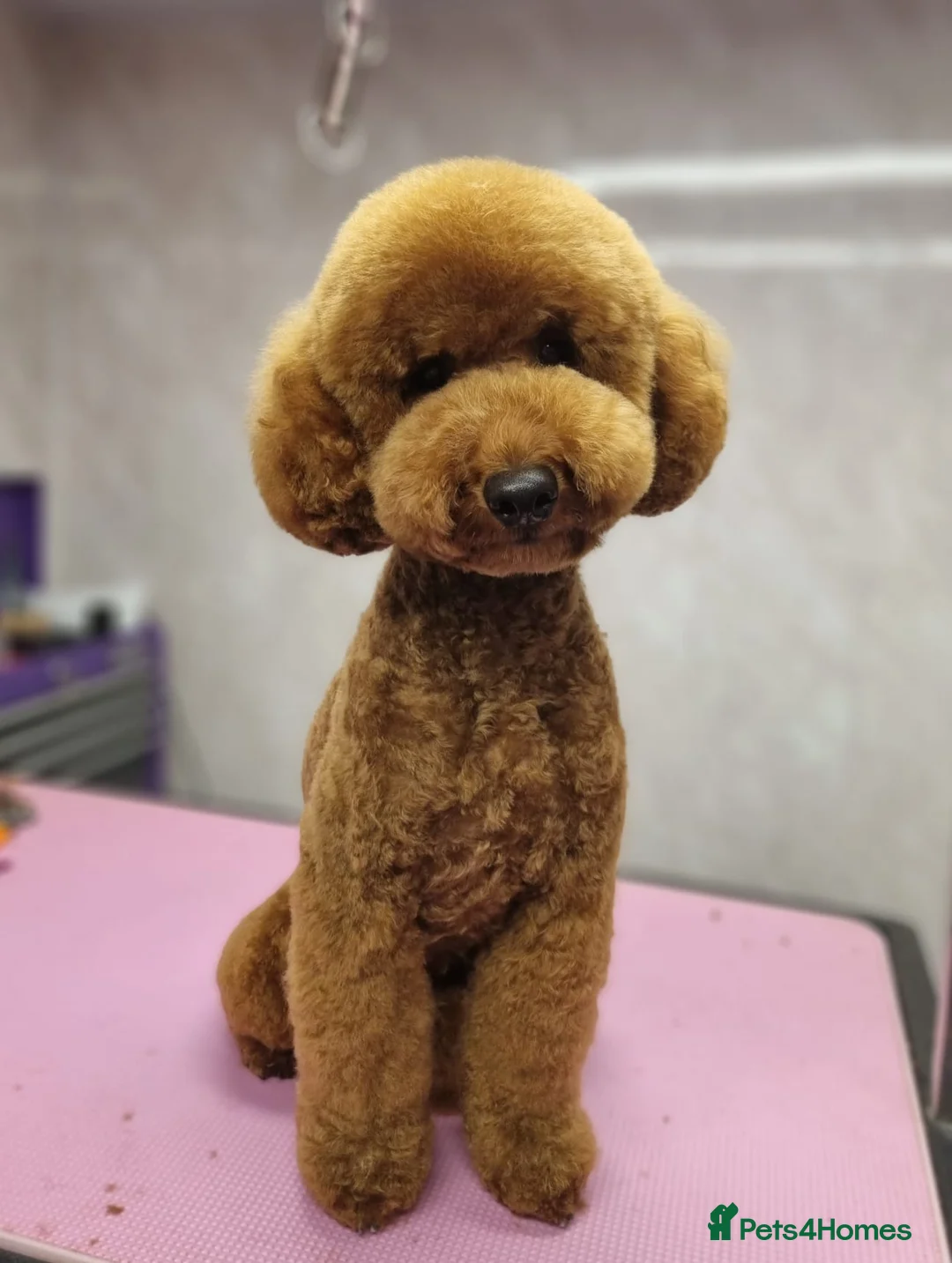 Miniature Poodle dogs for stud: Miniature poodle in Shepton Mallet - Advert 2