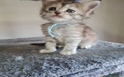 Maine Coon cats for sale: 5 stunning Mainecoon kittens  - Image 7