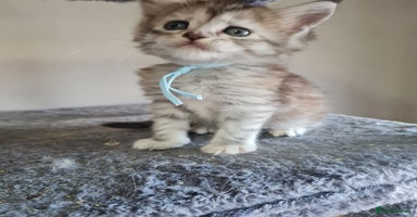 Maine Coon cats - Advert 8