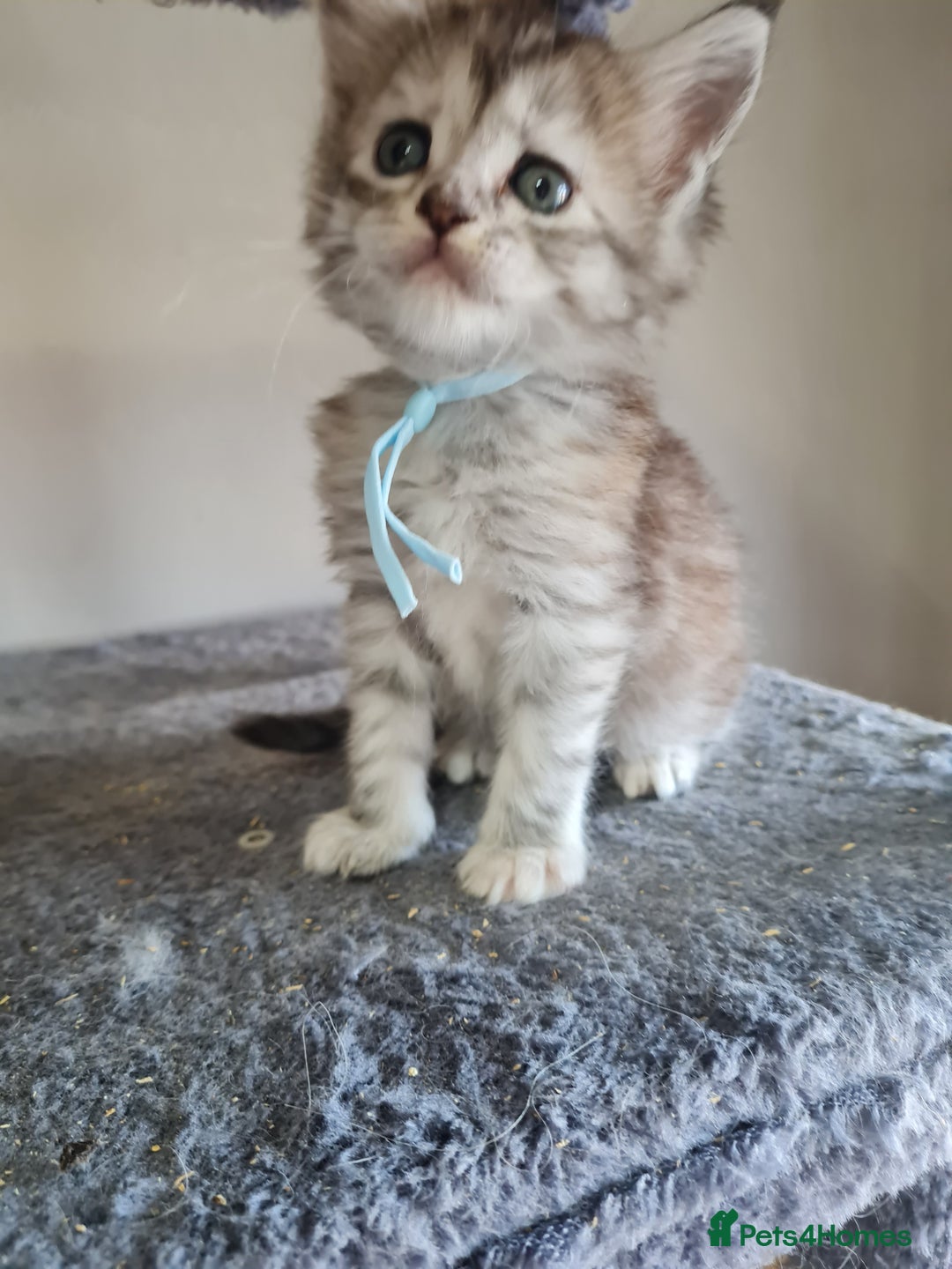 Maine Coon cats for sale: 5 stunning Mainecoon kittens  - Image 7