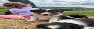 Border Collie 2