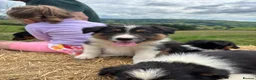 Border Collie dogs for sale: Long coated rare border collie puppies - Advert 8
