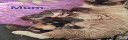 Ragcoon cats for sale: Stunning ragcoons - Advert 9