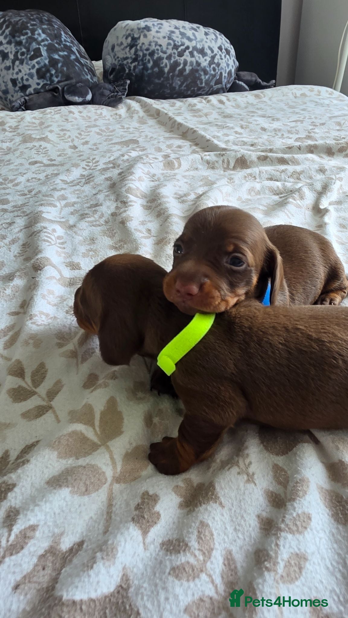 Miniature Dachshund dogs KC Registered Miniature Dachshund Puppies - Advert 1