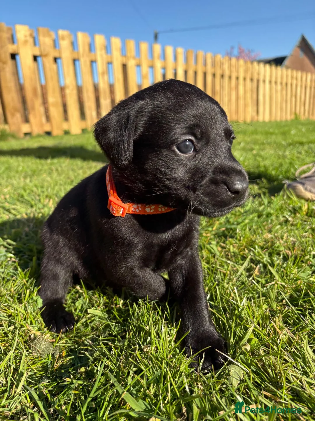 Labrador Retriever dogs for sale: Black labrador puppies KC registered. in Berwick-upon-Tweed - Advert 21
