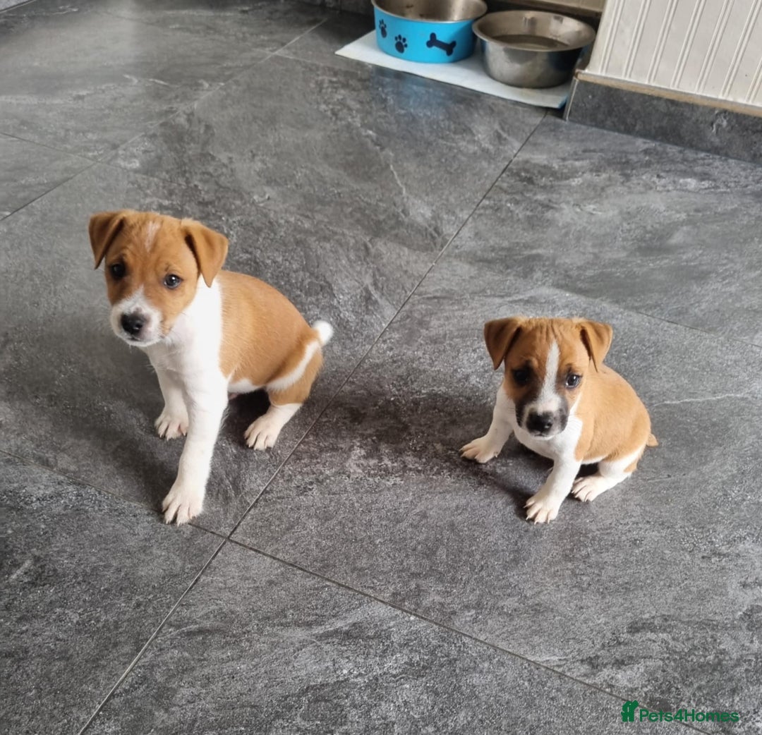 Mixed Breed dogs for sale: 💙 3 Beautiful Boys 💙 - Image 14