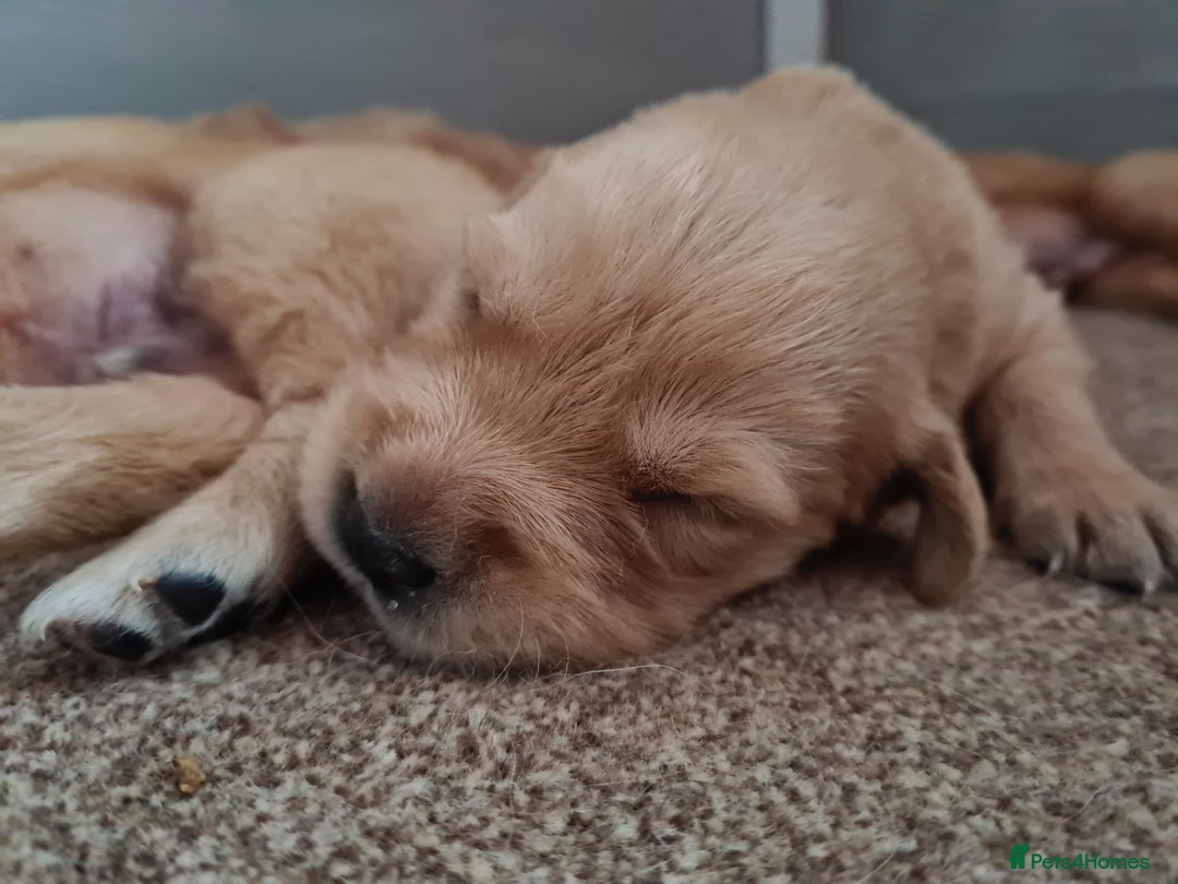 Golden Retriever dogs for sale: Golden Retriever puppies - Image 4