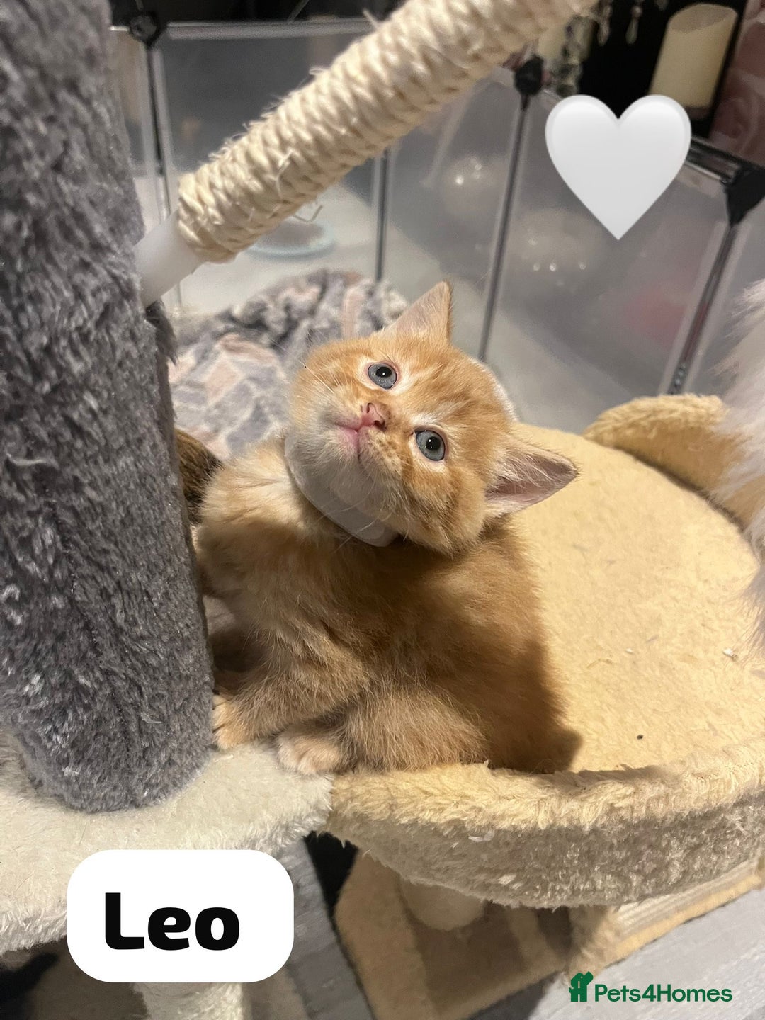 Mixed Breed cats for sale: 🐾 8 Beautiful kittens….🩵🩷 - Advert 18