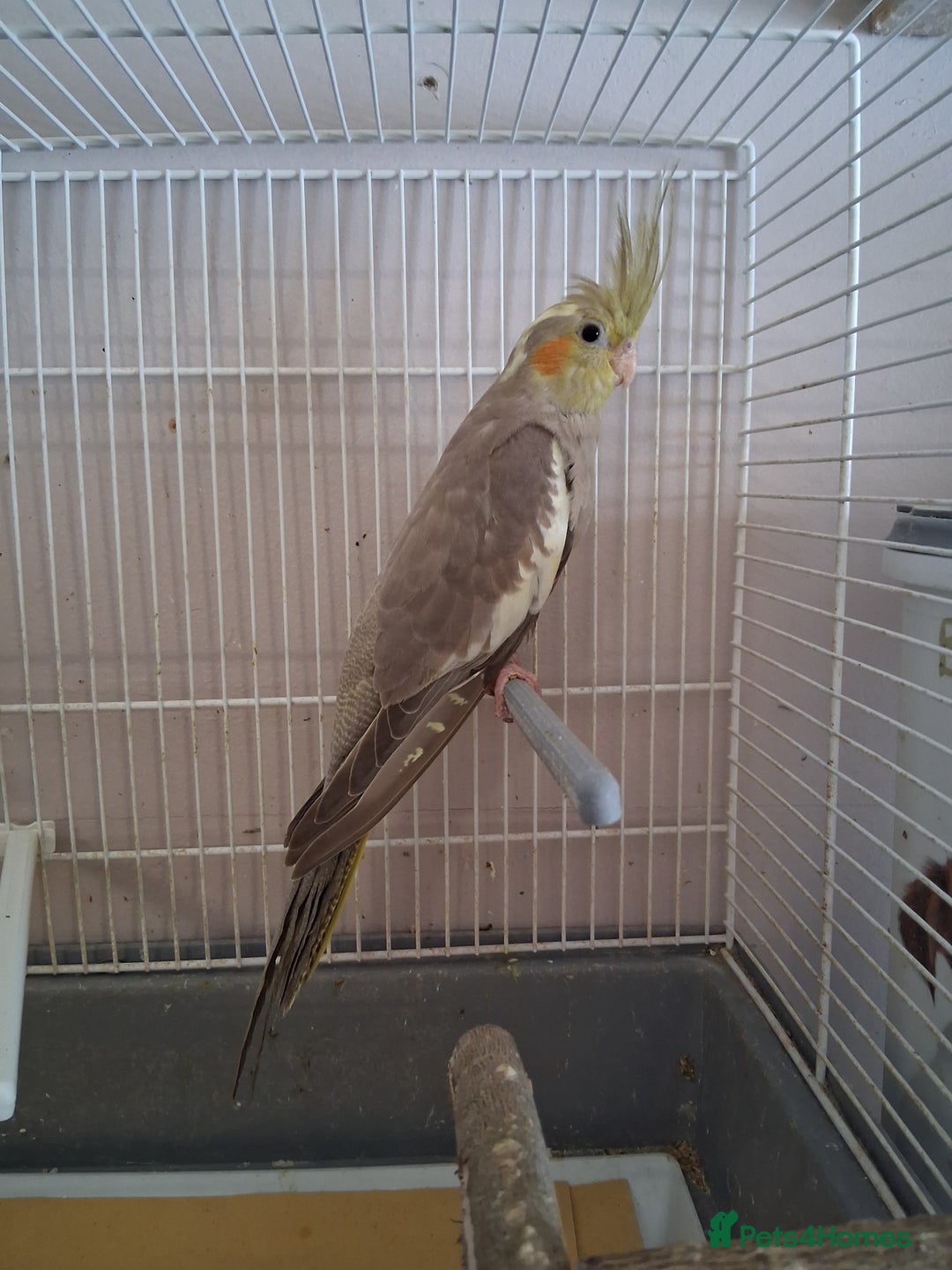 Cockatiels birds for sale: Young Cockateils  - Image 1