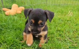 Jack Russell dogs for sale: GORGEOUS JACK RUSSELL PUPPIES  - Image 8