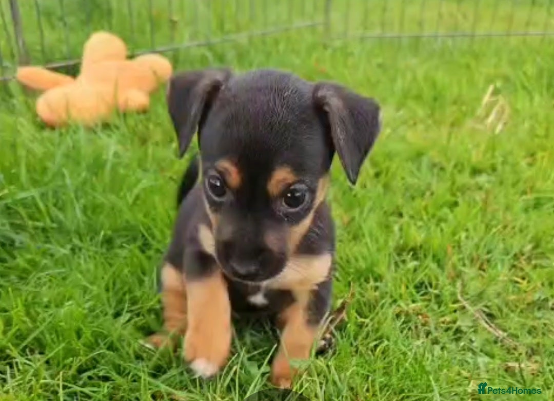 Jack Russell dogs for sale: GORGEOUS JACK RUSSELL PUPPIES  - Image 8