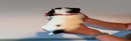 English Springer Spaniel dogs for sale: Pedigree English Springer Spaniel Puppies - Advert 21