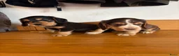 Cocker Spaniel dogs for sale: Beautiful KC show cocker spaniels  - Advert 3