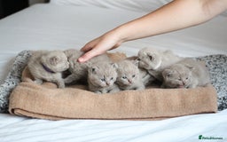 British Shorthair cats for sale: 🩶🐈🐾 Stunning BSH Kittens 🩶🐈🐾 - Image 2