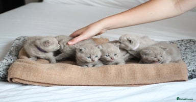 British Shorthair cats - Advert 11