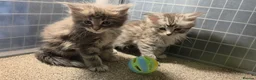 Maine Coon cats for sale: Tica Beautiful Maine Coon Kittens  in Sittingbourne - Advert 28