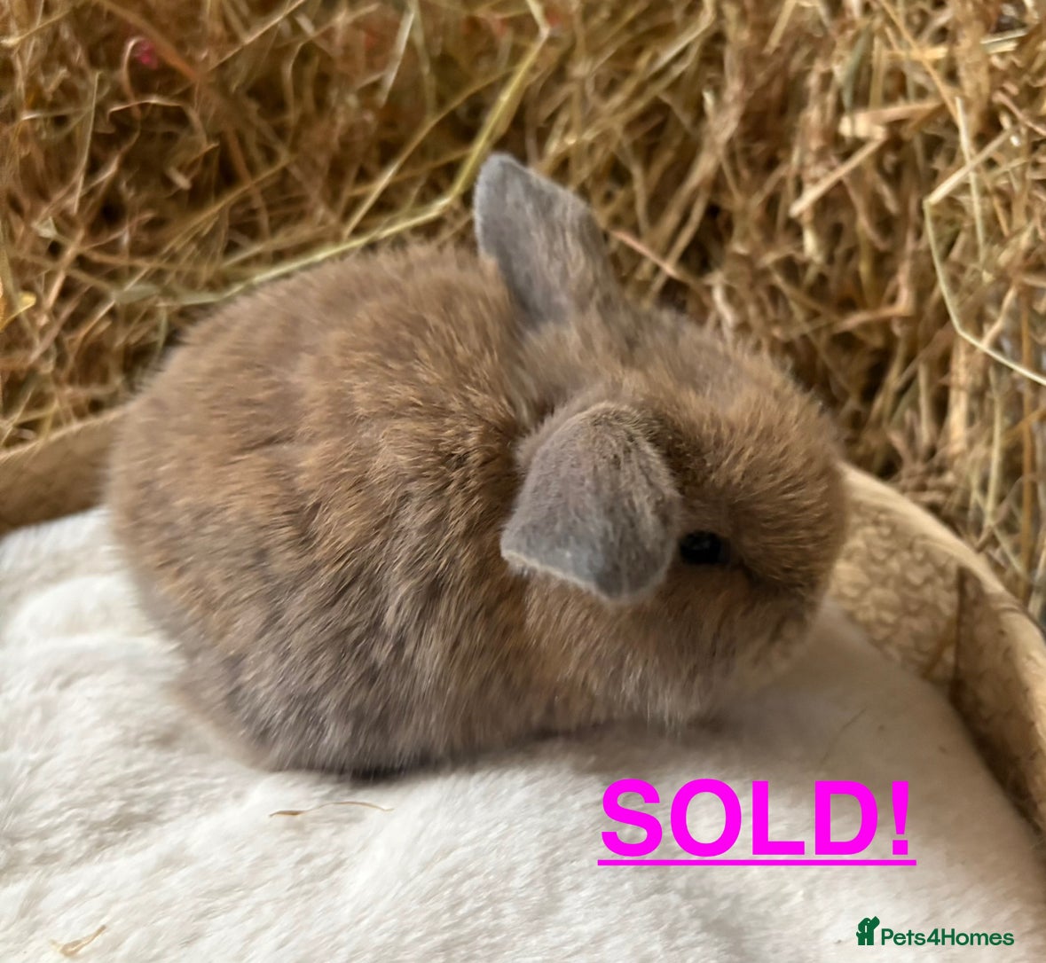 Mini Lop rabbits Mini lops for sale - Advert 5