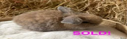 Mini Lop rabbits for sale: Mini lops for sale - Advert 1