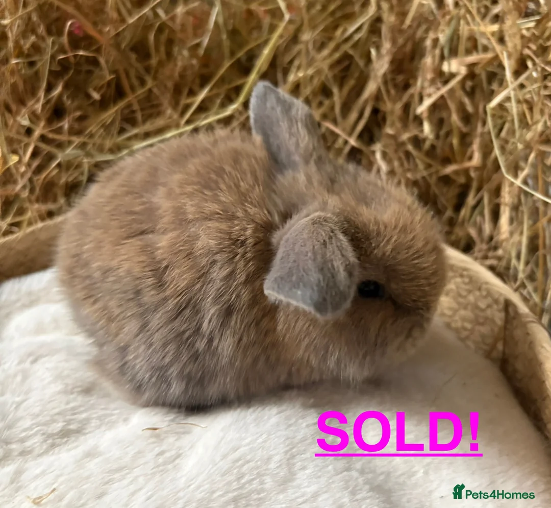 Mini Lop rabbits for sale: Mini lops for sale - Advert 1