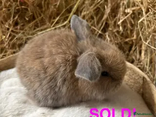 Mini Lop rabbits Mini lops for sale - Advert 5